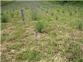 lavanda